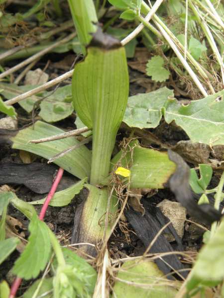 Ophrys lupercalis? (Sicilia)